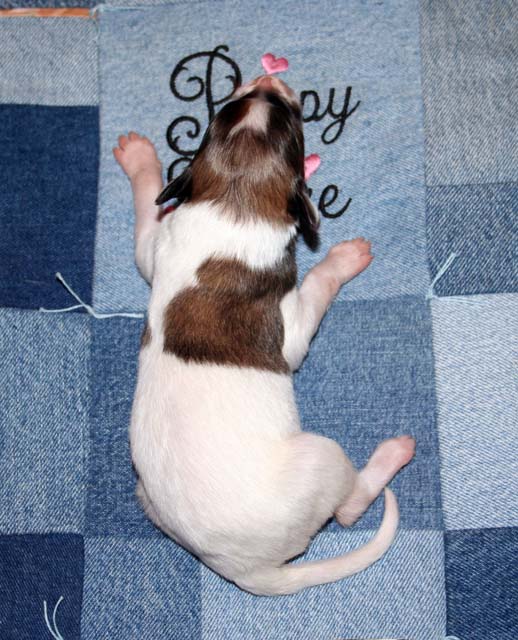 Puppy 2 - Red Spotted Boy with Heart